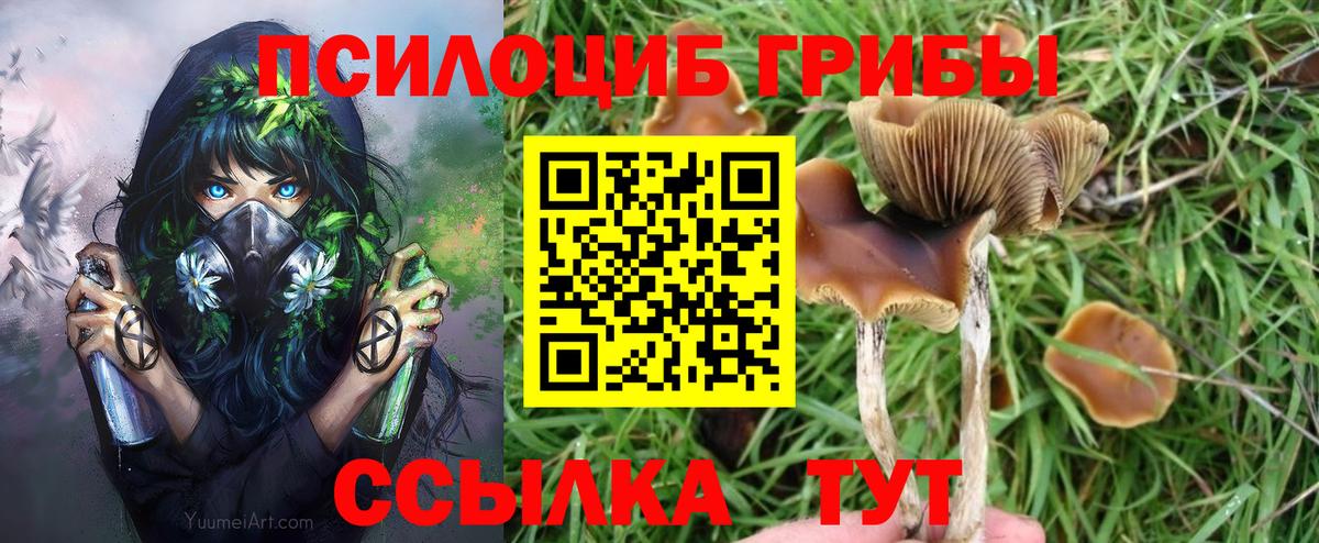 Псилоцибиновые грибы Psilocybine cubensis Кыштым